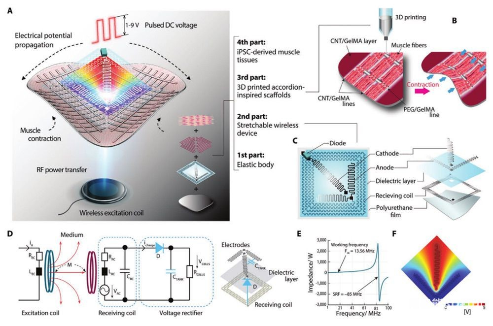 Drahtlos betriebener 3D-gedruckter Bio-Hybrid-Roboter